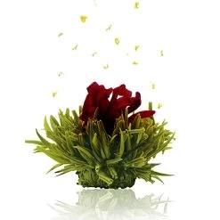 36er Pack ErblühTee Grüner Tee Fruity Flavor -Günstiges Koch Zauber Geschäft creano 36er pack erbluhtee gruner tee fruity flavor 3