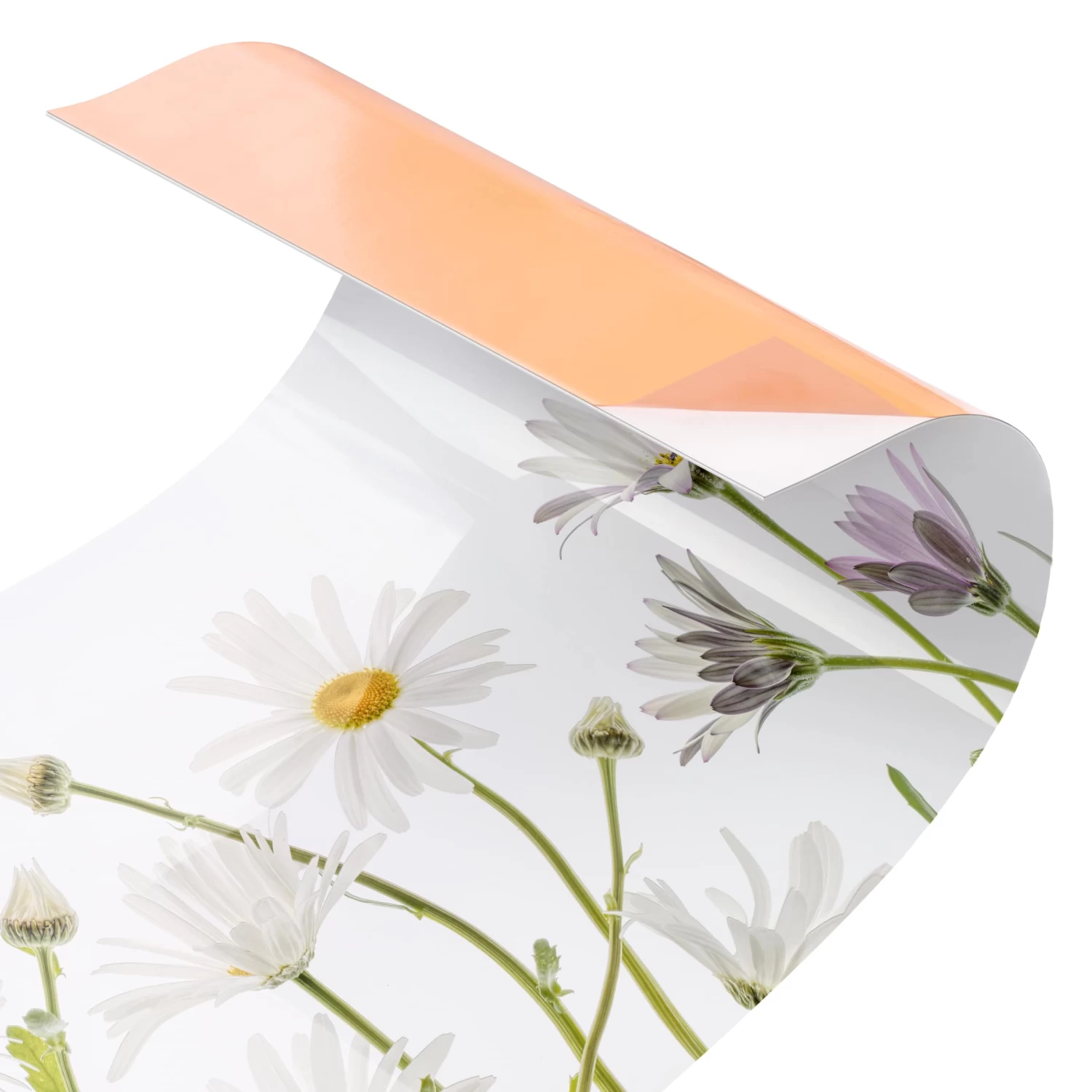 Küchenrückwand - Leichter Gänseblümchen Mix II In Weiß 5 Küchenrückwand - Leichter Gänseblümchen Mix II In Weiß – Bild 5