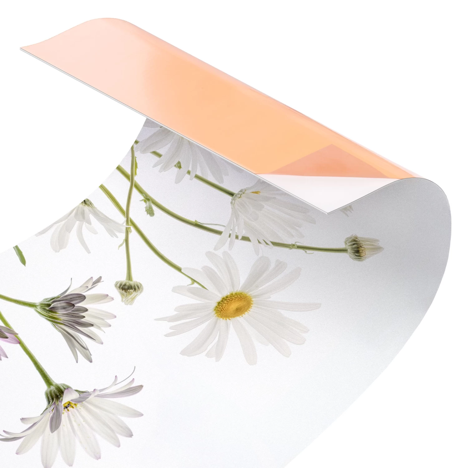 Küchenrückwand - Leichter Gänseblümchen Mix II In Weiß 6 Küchenrückwand - Leichter Gänseblümchen Mix II In Weiß – Bild 6