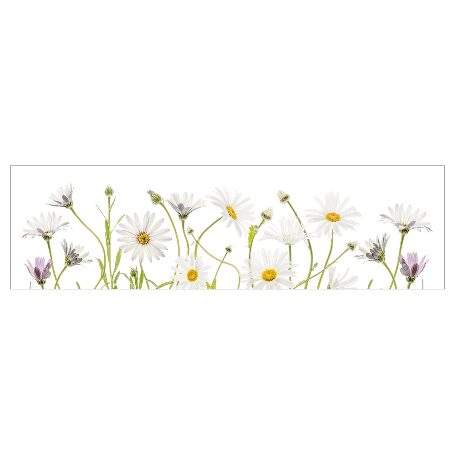 Küchenrückwand - Leichter Gänseblümchen Mix II In Weiß 7 Küchenrückwand - Leichter Gänseblümchen Mix II In Weiß – Bild 7